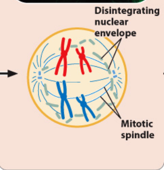 <p>prometaphase</p>