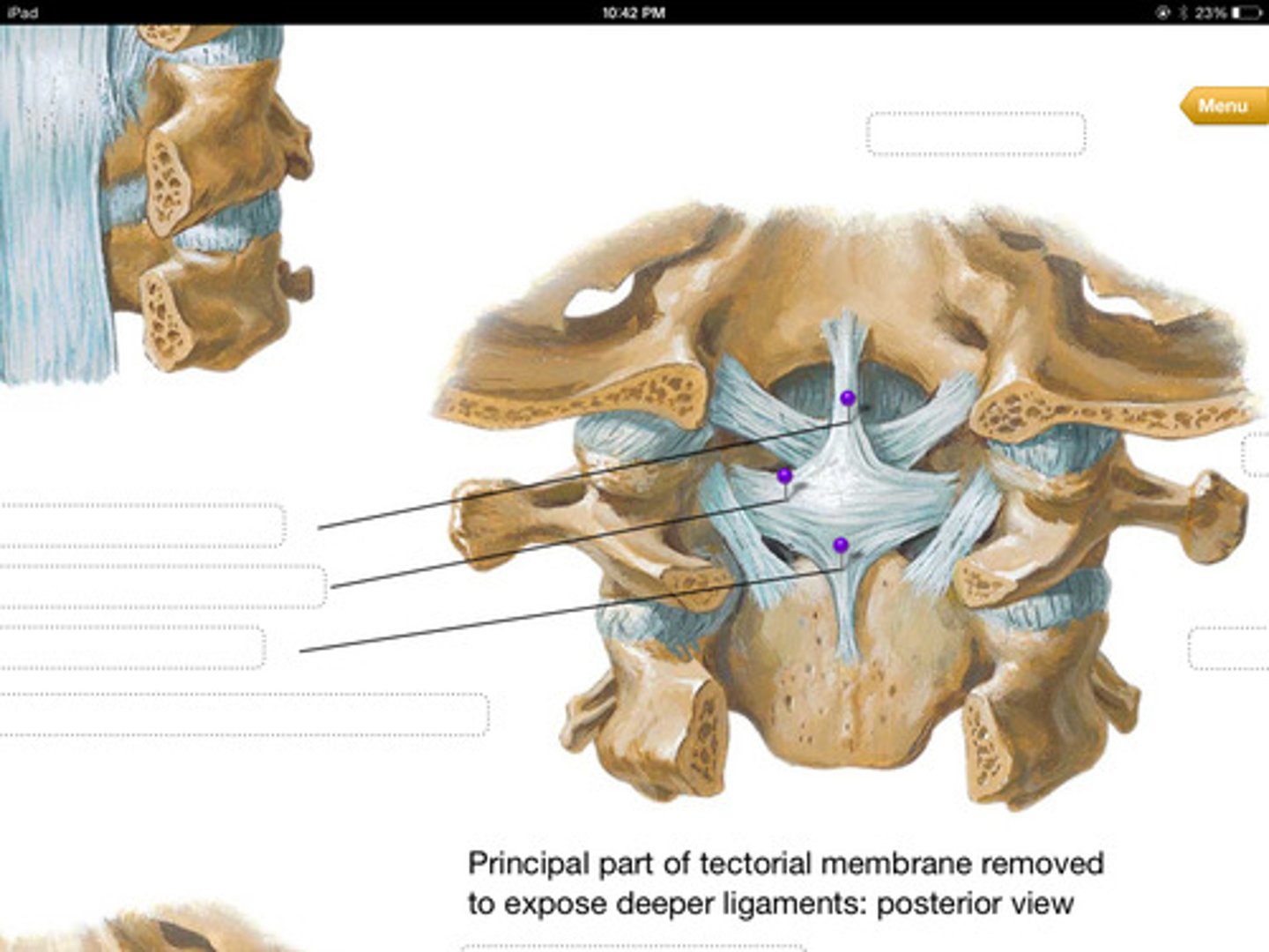 <p>This is an extension of the transverse ligament of the atlas in the atlantoaxial joint. It attaches superiorly to the occipital bone and inferiorly to the axis body. In the middle it attaches to the tranverse ligament, forming a cross structure. Hence the name cruciate, meaning cross.</p>