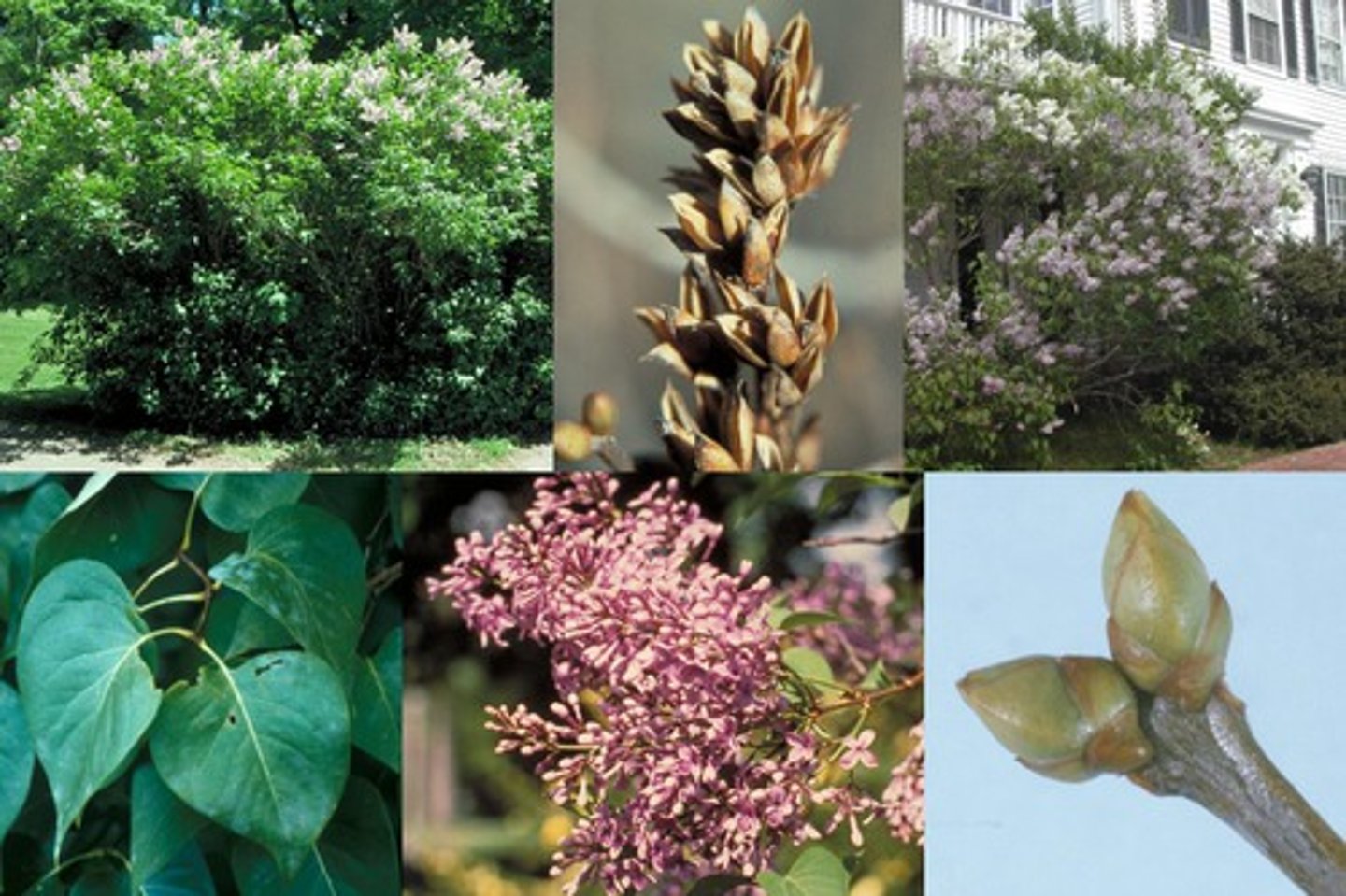 <p>Oleaceae Syringa vulgaris</p>