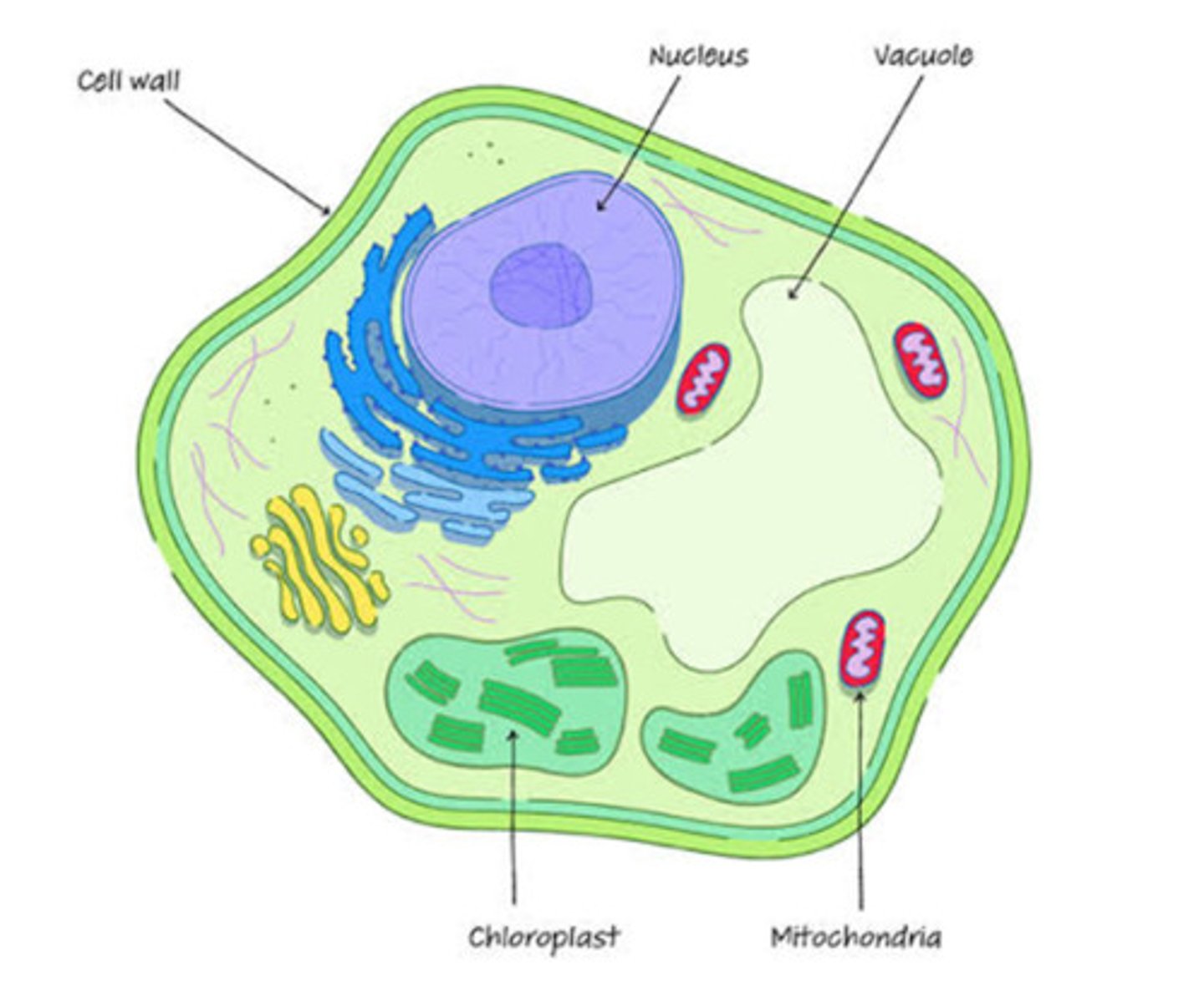 <p>-provides suppport and protection<br>-only found in plant cells<br>-lie on the outside of the cell membrane</p>