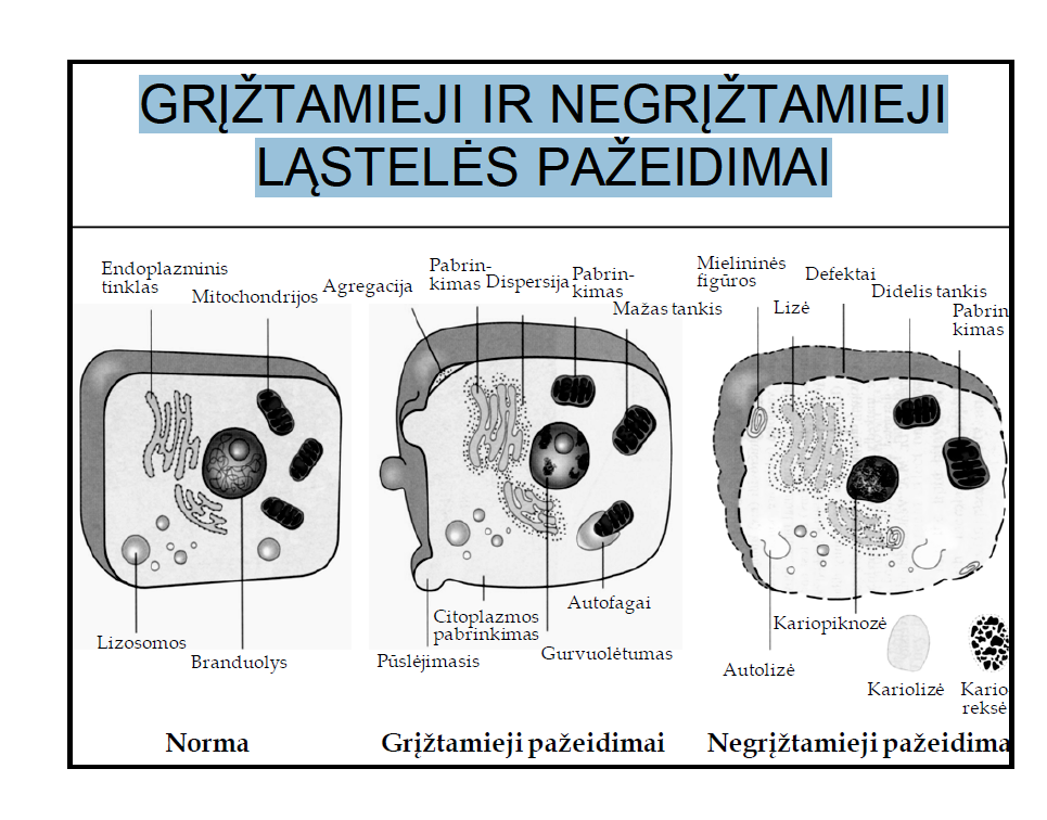 <p>Grįžtamieji: ET pabrinkimas, pūslėjimas, autofagai, agregacija, dispersija</p><p>Negrįžtamieji: mielininės figūros, autolizė, kariopiknezė, kariolezė, karioreksė</p>