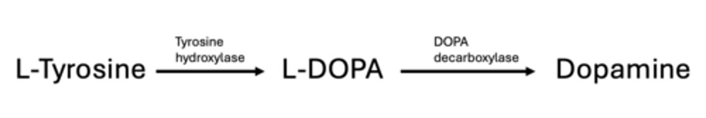 <p>L-Tyrosine --&gt; L-DOPA --&gt; Dopamine</p>