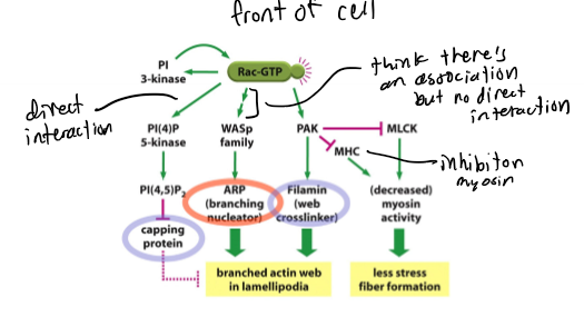 <p>front of cell; has a direct interaction with PI 3-kinase, PI(4)P and PAK and indirect with WASp family; causes decreased myosin activity so less stress fiber formation; causes branches actin web in lamellipodia (capping protein, ARP, and filamen)</p>