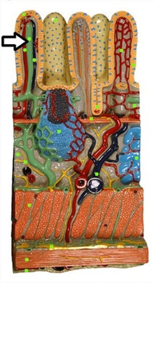 knowt flashcard image