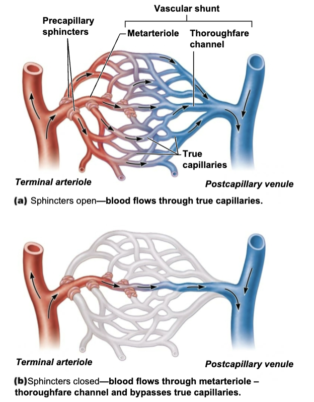 <ul><li><p>Regulate blood flow into true capillaries </p><ul><li><p>Blood may go into triw capillaries or to shunt </p></li></ul></li><li><p>Regulated by local chemical conditions and vasomotor nerves</p></li></ul><p></p>