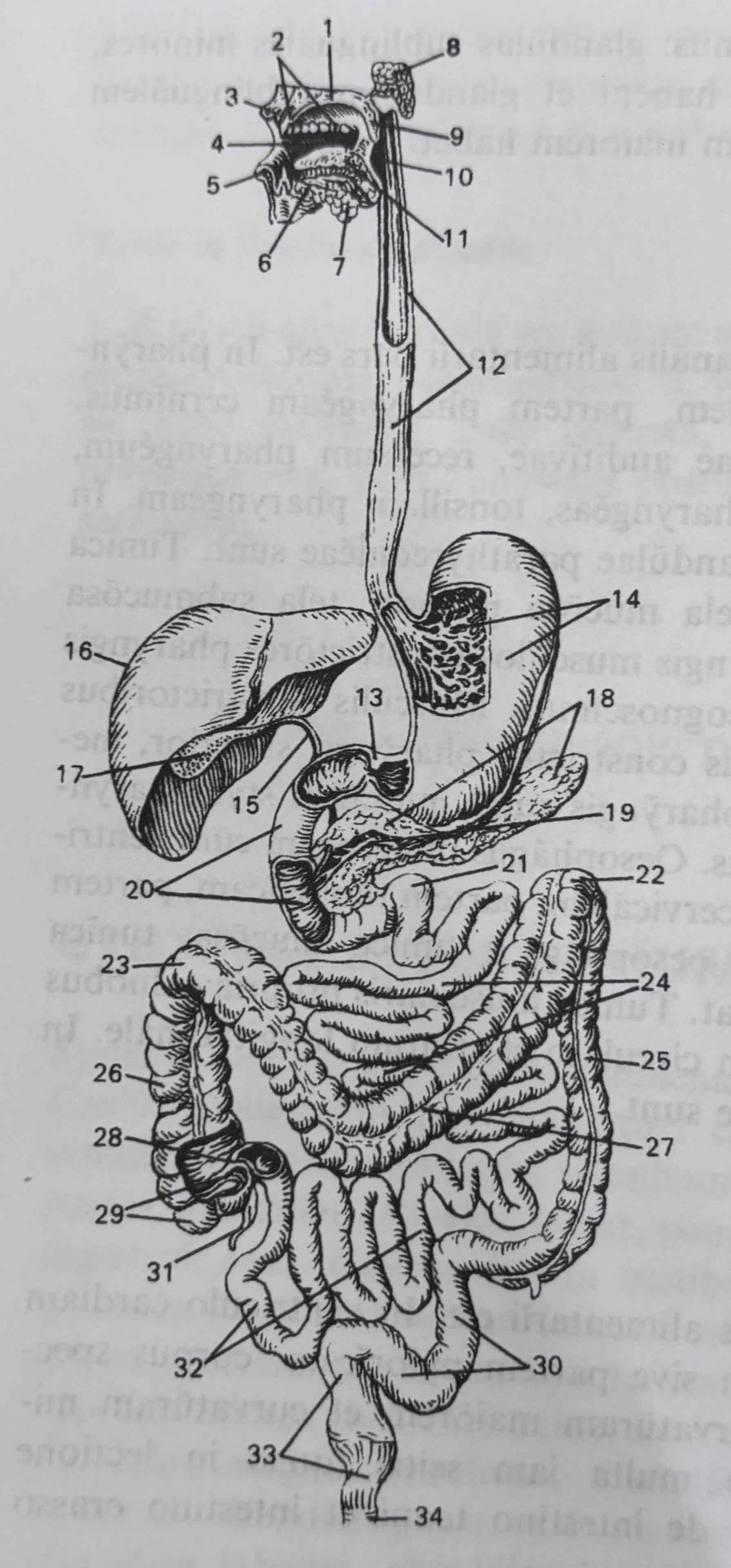 <p>Systema digestorium</p>