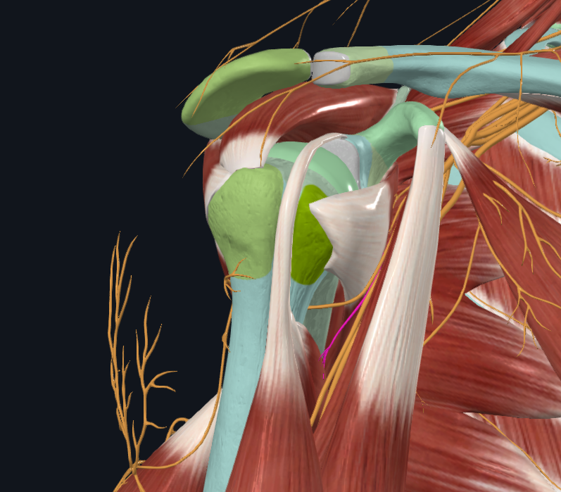<p>What nerve is this</p>