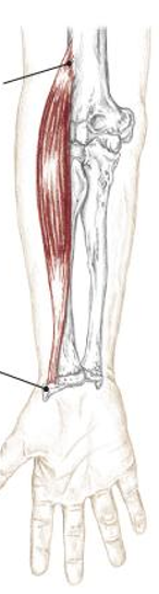 <p>what muscle is this </p>