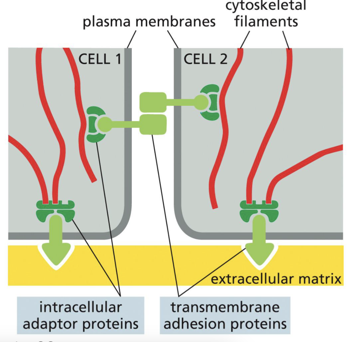 <p>transmembrane adhesion proteins link to cell/extracellular matrix</p><p>intracellular adaptor proteins link to the transmembrane adhesion proteins and to the cytoskeletal filamemts</p>