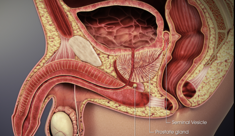 <p>Often called Cowper’s Glands, have mucous secretions with lubricating effect. </p>