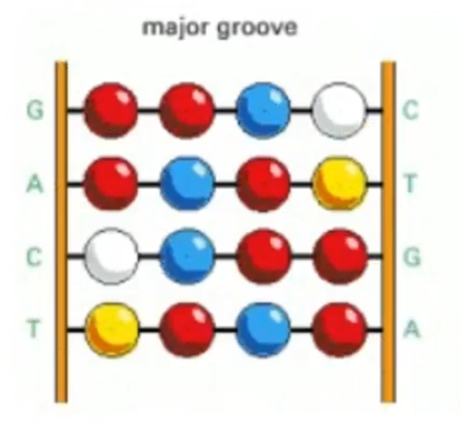 <p>more info, can differentiate between, for example, C-G and G-C</p>
