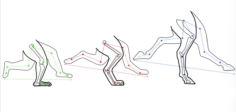 <p>benoem de drie soorten maniern van lopen op de tekening</p>