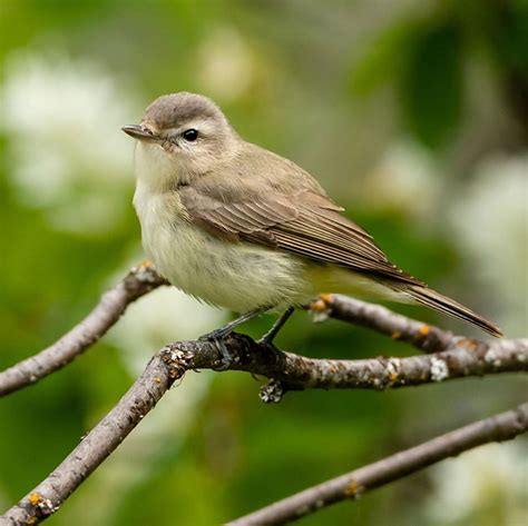 Small, no wing bars, **pale yellow belly, light eyebrow.** Males and females similar.