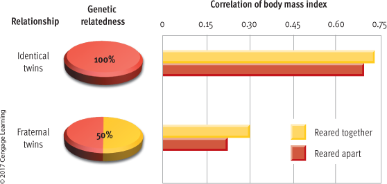 <ul><li><p>Twin studies show <strong>strong genetic influence</strong> on body weight.</p><ul><li><p> <em>identical twins reared apart were more similar in BMI than fraternal twins reared together,</em> highlighting <em>a strong genetic component.</em></p></li></ul></li><li><p><strong>Heritability estimates</strong> suggest <strong>genetics account for 61–73% of weight variation</strong>. (allison et al 1994) </p><ul><li><p><em>61% of weight variation in men and 73% in women.</em></p></li></ul></li></ul><p></p>