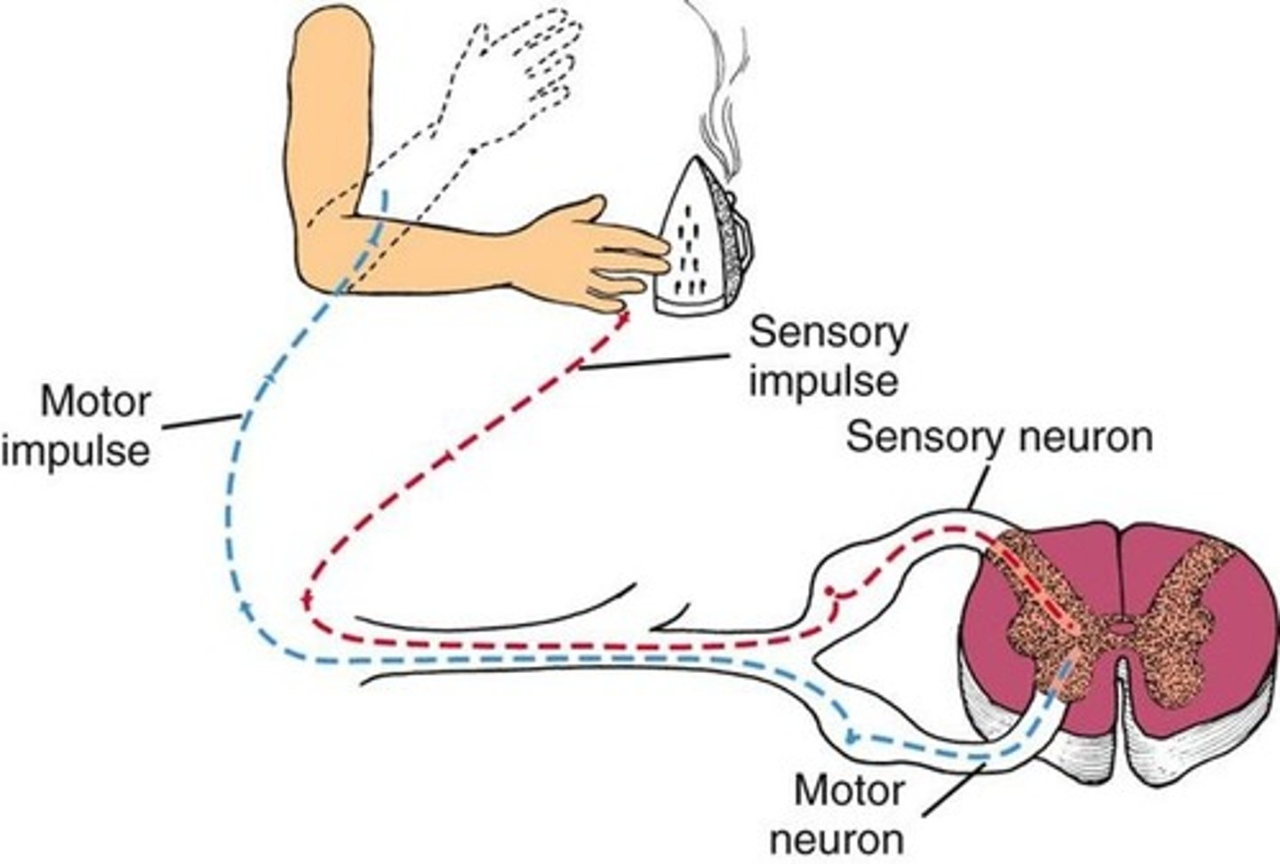 <p>1. Sensory Reception-end of peripheral neurons monitor conditions( light,sound,temperature)<br><br>2. Integrative Functions- Sensory messages that get sent repeatedly get remembered "motor functions" (subconscious actions)</p>