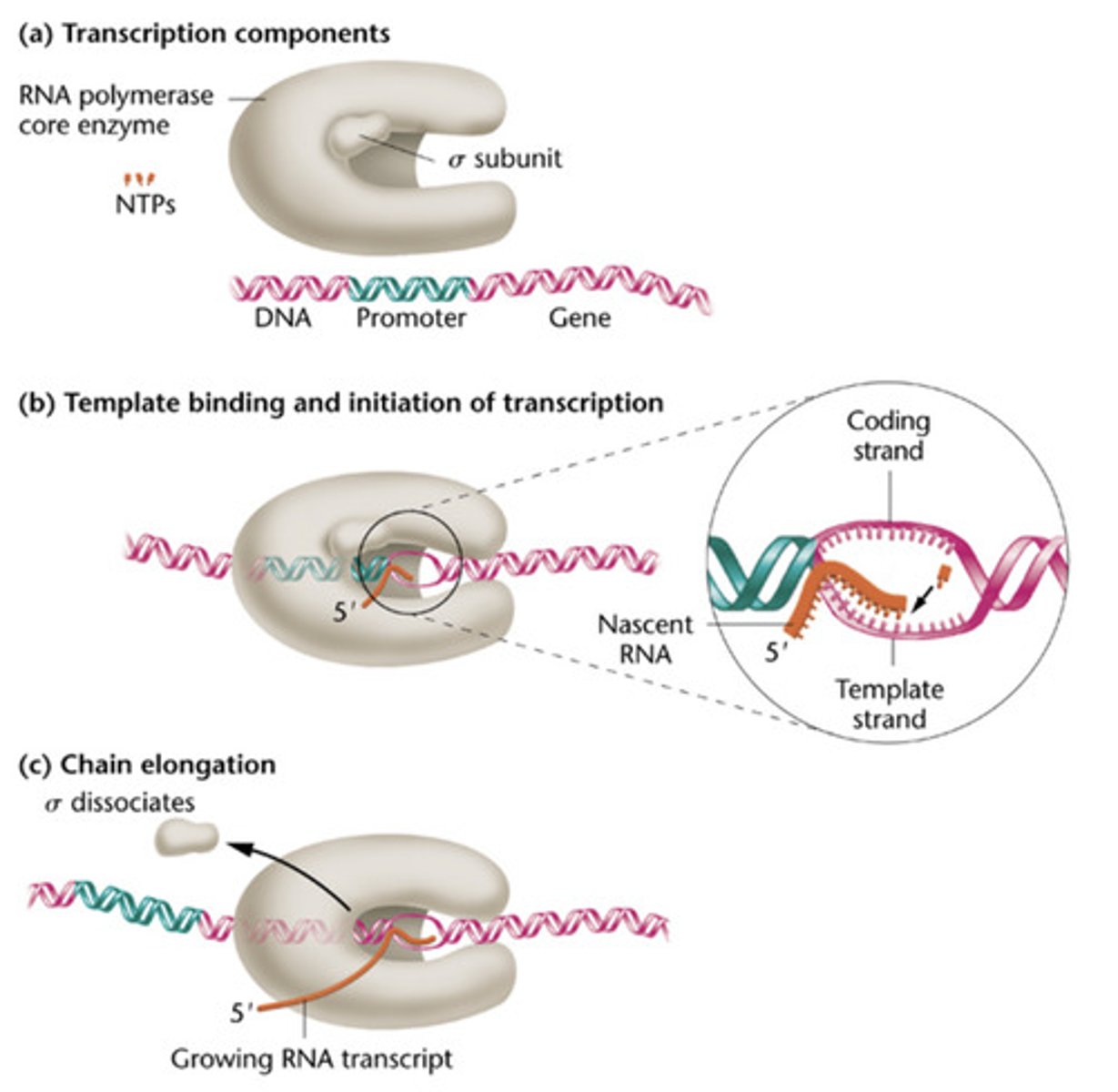 <p>Once the RNA Pol II has committed to move away from the promoter, the RNA transcript grows to about 7-nucleotidesand the transcription complex</p>