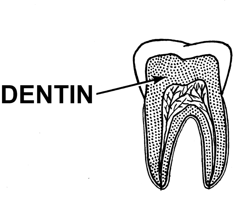 <p>A living tissue that lies just beneath the enamel of a tooth it supports the enamel, provides strength to the tooth, and protects the inner pulp.</p>