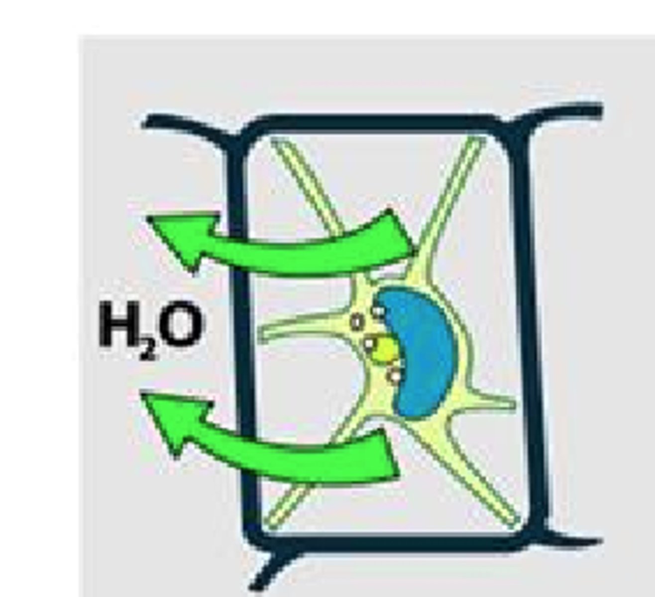 <p>Plasmolysed, hypertonic</p>
