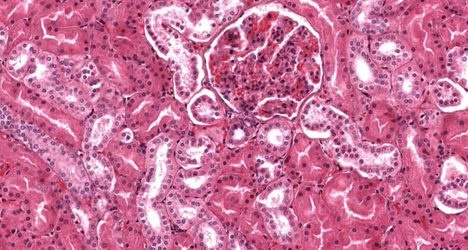 <p>Function of simple cuboidal epithelium</p>