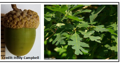 <p>Fagaceae</p><p>Quercus alba</p>