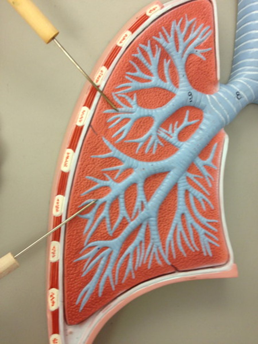 <p>Airways in the lungs that are made up of multiple branches, leads from the bronchi to the alveoli</p>