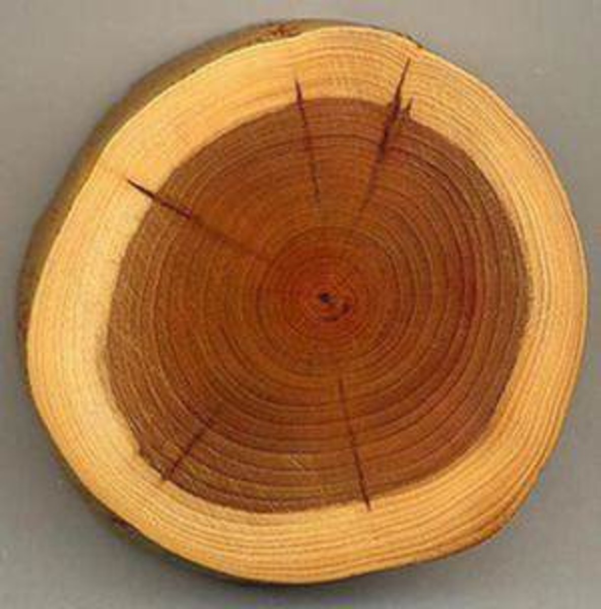 <p>older xylem near the center of the stem that no longer conducts water</p><p>- usually darker</p>