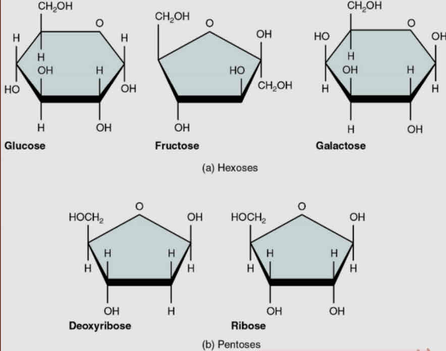 <ul><li><p>Simple sugars - called glucose </p><ul><li><p>1 unit of sugar</p></li></ul></li><li><p><strong>Pentose</strong> - <u>5 carbon atoms</u></p><ul><li><p>ribose</p></li><li><p>deoxyribose</p><ul><li><p>genetic - (RNA + DNA + ATP)</p></li></ul></li></ul></li><li><p><strong>Hexose</strong> - <u>6 carbon</u></p><ul><li><p>glucose</p></li><li><p>fructose</p></li><li><p>galactose</p><ul><li><p>nutritional</p></li></ul></li></ul></li></ul><p></p>