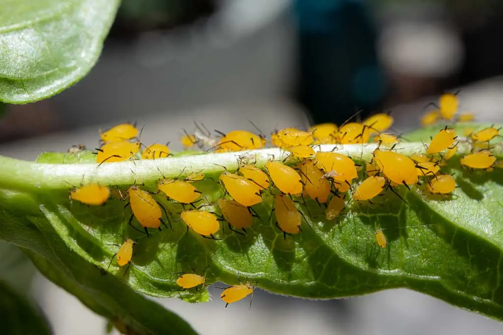 <p>Aphids</p>