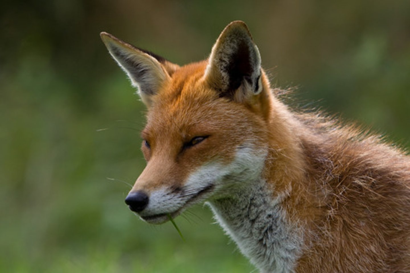 <p>Clever and deceitful, willing to use tricks to achieve an aim (cunning, shrewd)</p>