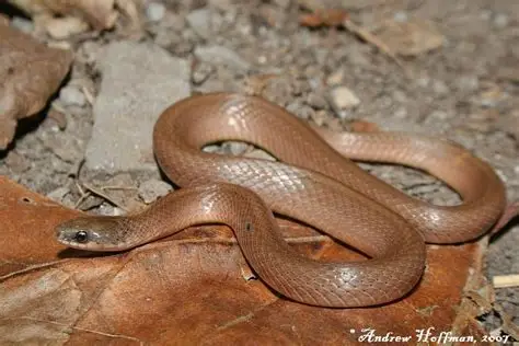 <p>Eastern smooth earthsnake</p>