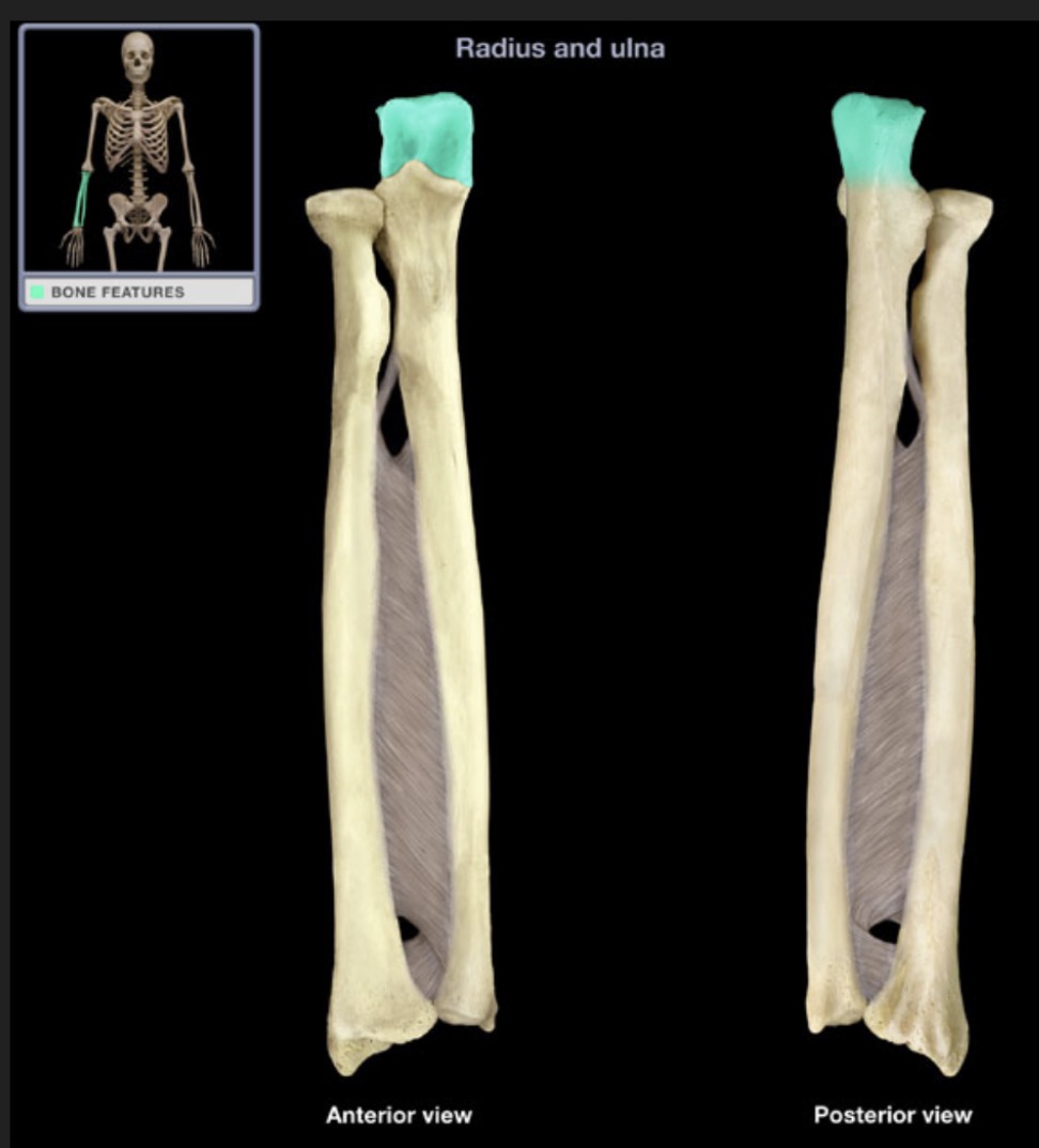 <p><span style="font-family: Arial, sans-serif; color: rgb(45, 59, 69)">located on the proximal end of the ulna, larger than and proximal to the coronoid process</span></p>