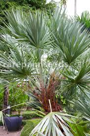 <p>Saw Palmetto</p>
