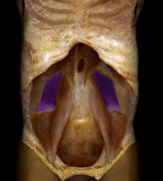 <ul><li><p>Action: Unilateral: lateral flexion of trunk, Bilateral: extension of trunk, Fix/depress rib 12</p></li><li><p>Origin: Ilium (crest)</p></li><li><p>Insertion: Rib 12, L1-4 vertebrae (transverse processes)</p></li><li><p>Innervation: Ventral rami of T12-L4 spinal nerves</p></li></ul><p></p>