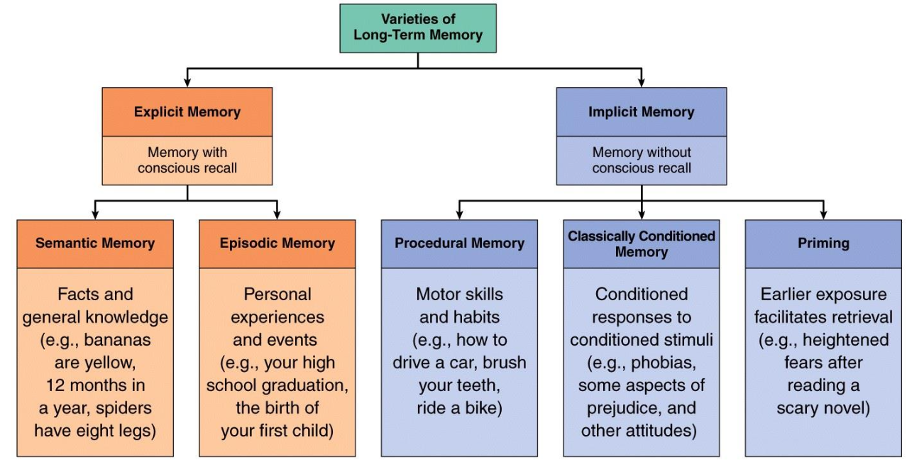 <ul><li><p><strong>Explicit memory </strong></p><ul><li><p>Semantic - Facts and general knowledge </p></li><li><p>Episodic - Personal experiences and events </p></li></ul></li><li><p><strong>Implicit memory </strong></p><ul><li><p>Procedural - Motor skills and habits </p></li><li><p>Classically conditioned - Conditioned responses to conditioned stimuli</p></li><li><p>Priming - Earlier exposure facilitates retrieval </p></li></ul></li></ul><p></p>