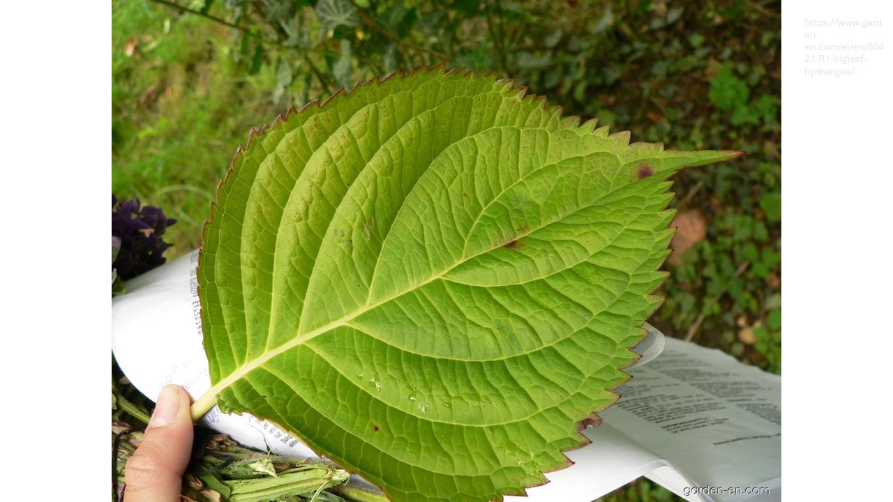 term image