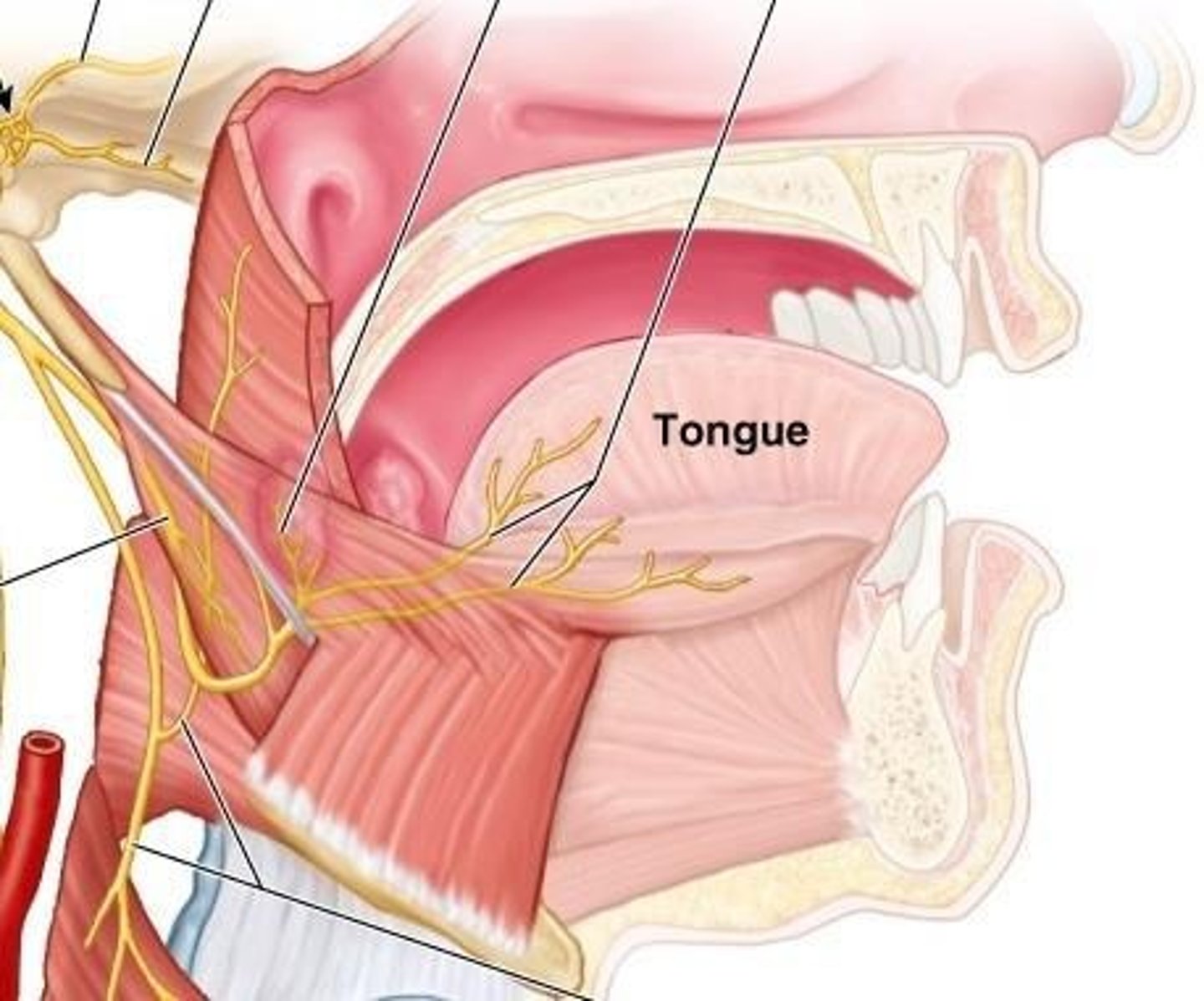 <p>Muscles controlling tongue movement, innervated by CN XII.</p>