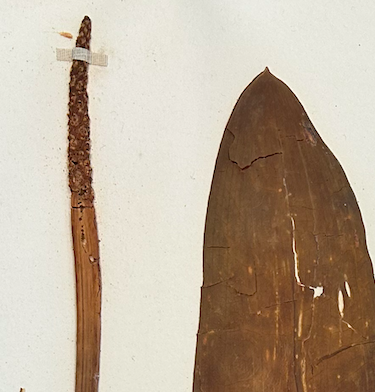 <p>Alismatales</p><p>Araceae</p>