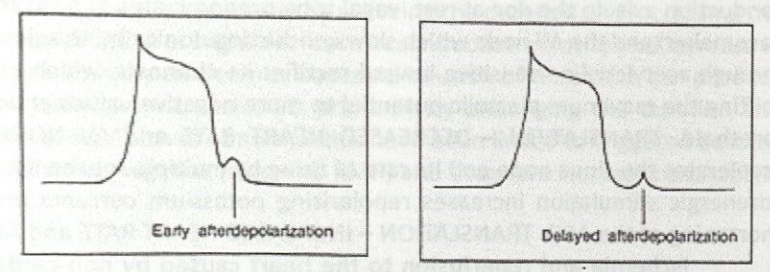 <p>Caused by membrane potential oscillations, called after-depolarizations, which occur during or immediately after an action potential</p><ul><li><p>Early after-depolarizations (EAD) - phase 2 or 3 or the action potential</p></li><li><p>Delayed after-depolarizations (DAD) - phase 4 of the action potential</p></li></ul><p>After-depolarizations cause arrhythmias when the membrane potential oscillations reach the threshold potential and starts a new AP</p><ul><li><p>Not all after-depolarizations reach threshold potential, but if they do, they can trigger another depolarization and be self-perpetuating</p></li></ul><p></p>