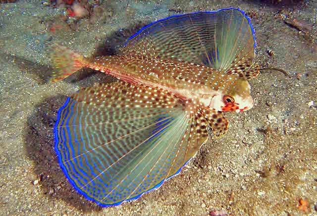<p>brigth colorful “wing” pectoral fins</p><p>Large eyes with a brim of bright color</p><p>green or brownish color with yellow or reddish patches</p><p></p>