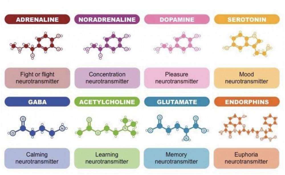 <p>Chemical messengers manufactured by the neuron</p>