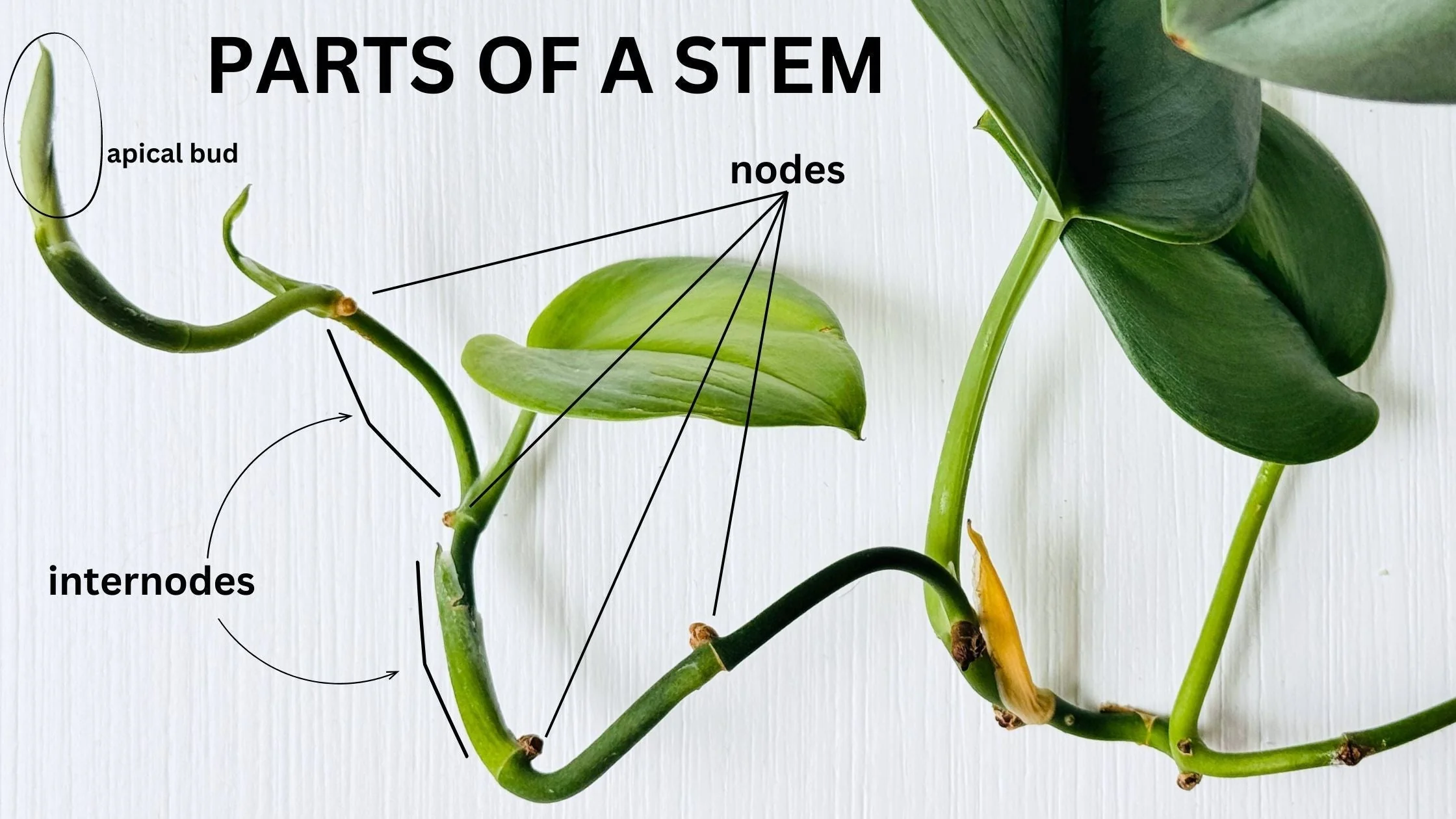 <p>where new growth occurs - weather thats a leaf, bud - they contain mersimatic tissue </p>