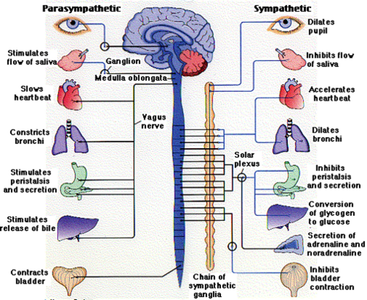 <p>the part of the peripheral nervous system that controls the glands and the muscles of the internal organs (such as the heart). Its sympathetic division arouses; its parasympathetic division calms.</p>