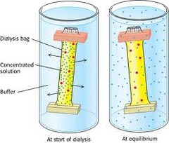 Material similar to cell membrane because it is selectively permeable -- allows smaller particles in and out and does not allow layers out
