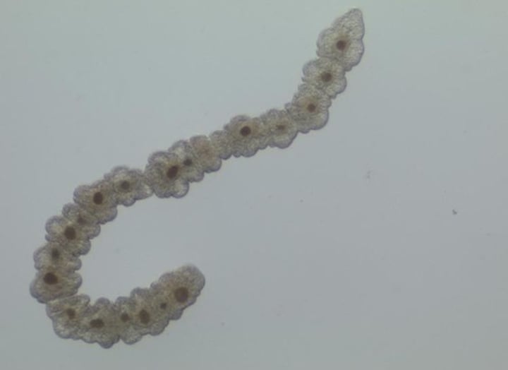 <p>Chain worms</p>