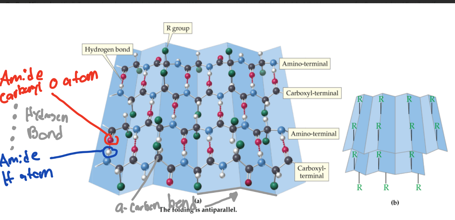 <p>What are multiple straight neighboring protein chains hydrogen bonded together called?</p>