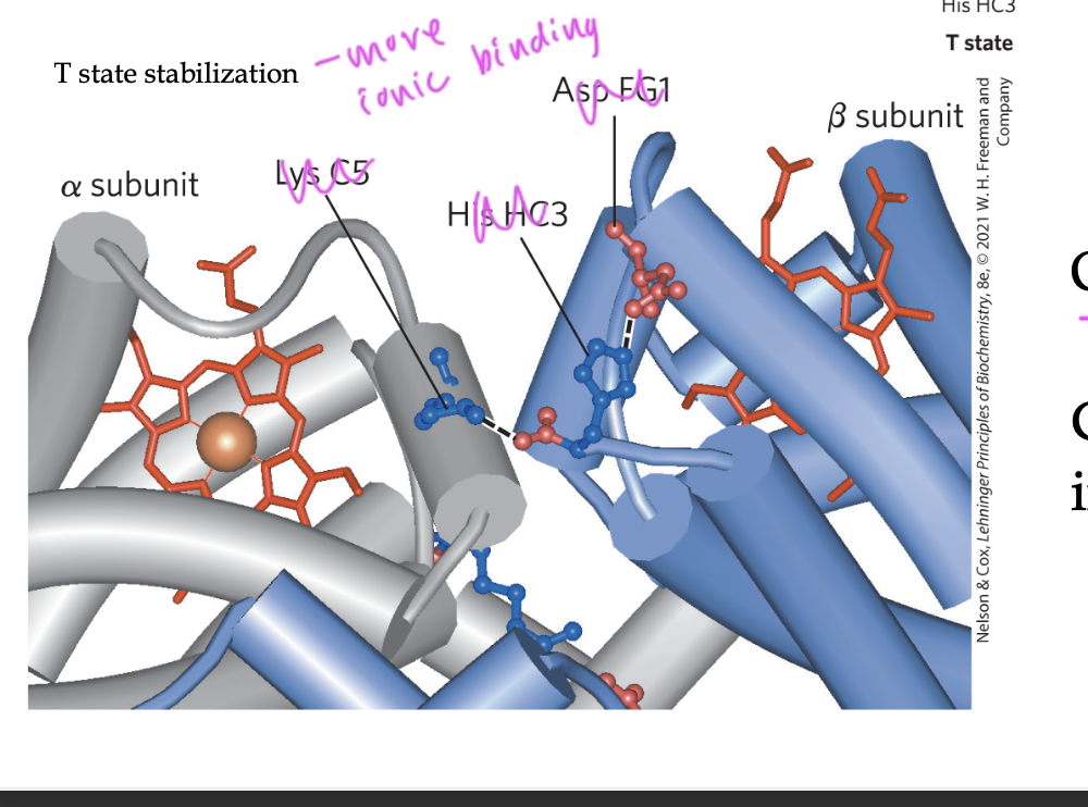 <p>T to R state</p><ul><li><p>so it can fit the O2 inside it</p></li><li><p>in order to do this, it must break those ionic bonds that kept Hb in T state</p></li><li><p>these ionic bonds were between the alpha1 and beta2 interface</p></li></ul><p></p>
