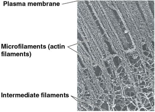 <p>Microfilaments (actin filaments)</p>