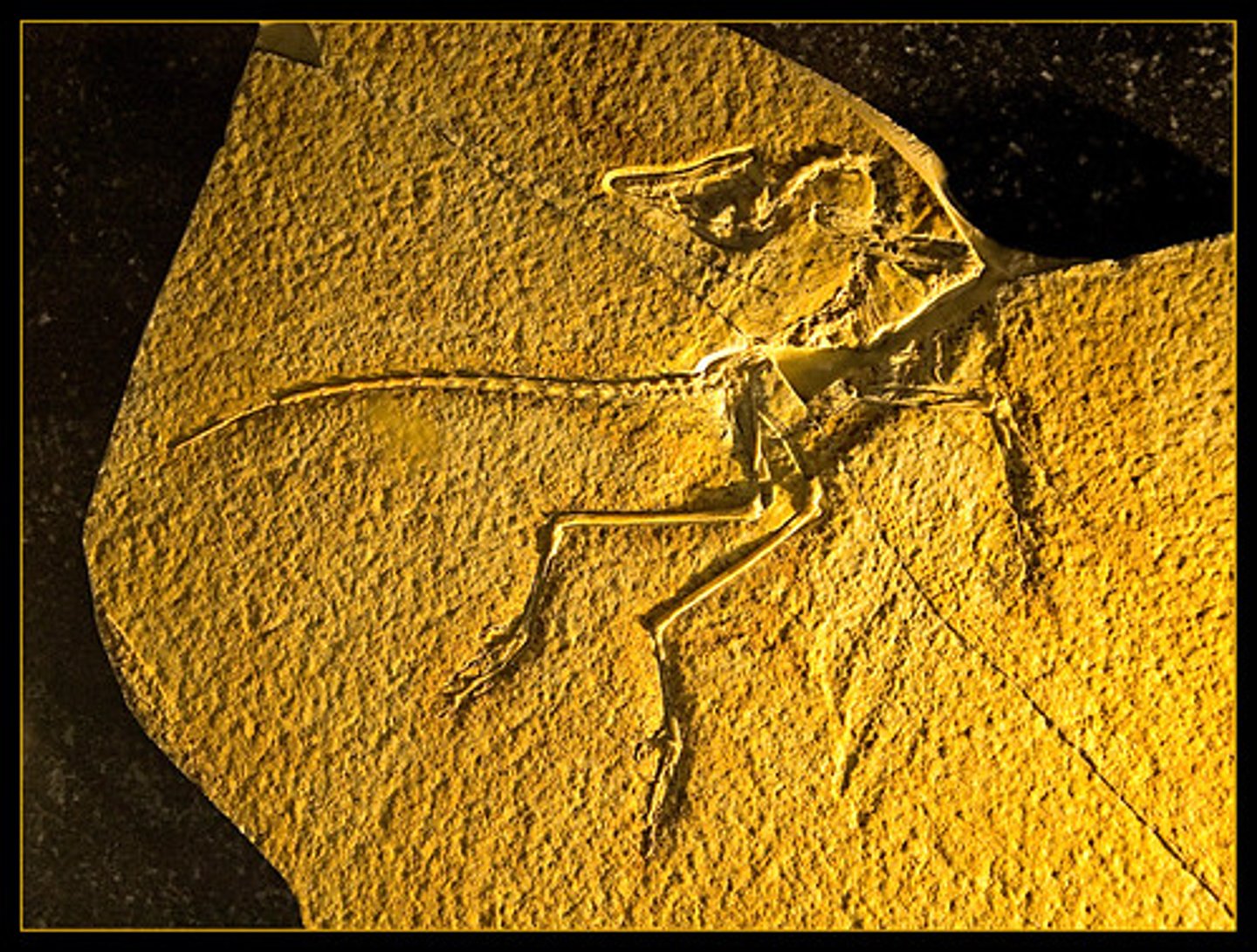 <p>dinosaur-bird fossil in rock</p>