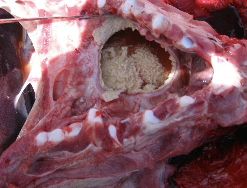 <p>Identify the causative agents that causes a massive amount of fibrin coating the heart in pigs</p>