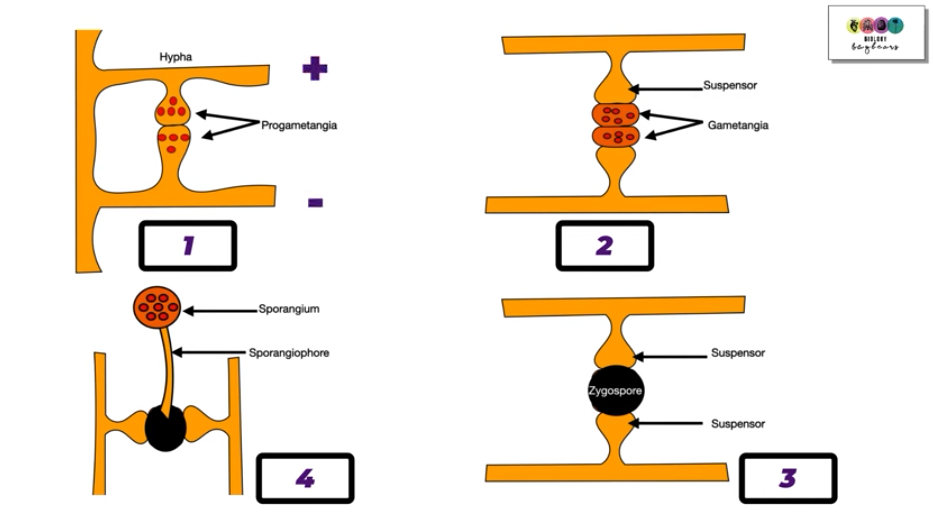 <ul><li><p>2 <strong>chemically opposite hyphae</strong> (+ and -) come into contact</p></li><li><p><strong>swellings</strong> form and eventually touch</p></li><li><p>nuclei move into swellings to form <strong>progametangia</strong></p></li><li><p><strong>cross walls</strong> form behing the progametangia to produce <strong>gametangia</strong> + block other nuclei from entering</p></li><li><p><strong>suspensors</strong> support the gametangia</p></li><li><p>walls break down between the gametangia allowing the nuclei to fuse to form a diploid zygote</p></li><li><p>a tough, black wall forms around the zygote to produce the <strong>zygospore</strong></p></li><li><p>zygospore germinates by meiosis when conditions are suitable</p></li><li><p>hypha grows out of zygospore to produce sporangium, which releases many haploid spoires to produce new hyphae</p></li></ul><p></p>
